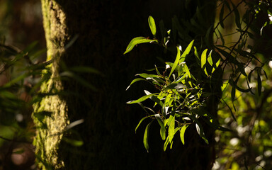 Sunlight highlights the leaves of "Acacia melanoxylon" in a forest in Braga, Portugal, an invasive tree species from Australia.