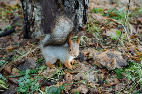 squirrel examines forest floor, small mammal searches forest ground amidst fallen leaves and sunlight