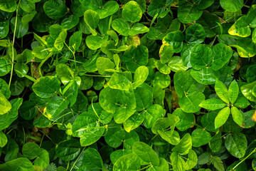 Mohihihi or Beach Pea (Vigna marina) on Big Island, HI