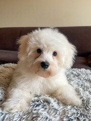 Cute white puppy lying on the bed