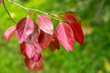 Maua (Xylosma hawaiiense) Leaves on Big Island, HI