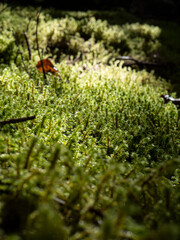 Golden Light on Mossy Forest Floor with Leaf and Shimmering Detail