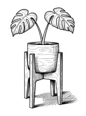 Monstera Plant in Wooden Pot Stand Vintage Sketch. Vector Illustration for Biophilic Decor.
