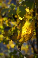 Yellow maple leaf illuminated by sunlight. Autumn yellow background