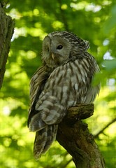 owl on a branch