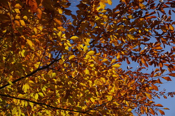 Orange leaves background. Autumn beech.
 