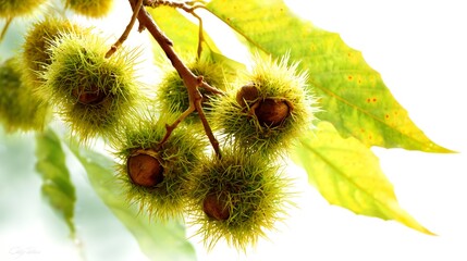 Lively Animated Chestnut Fruit with Expressive Details Dangling from a Lush Green Vine and Bathed in Warm Sunlight on a Pristine White Background, Showcasing Vitality and Creative Wonder