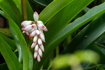 Flor da colônia (Alpinia speciosa ou Alpinia Zerumbet). No Brasil é encontrada em várias regiões, com os nomes populares Azucena-de-porcelana, gengibre-concha, alpínia e flor de cera. 