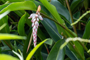 Flor da colônia (Alpinia speciosa ou Alpinia Zerumbet). No Brasil é encontrada em várias regiões, com os nomes populares Azucena-de-porcelana, gengibre-concha, alpínia e flor de cera.	