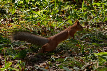 Russia, Kuzbass. A red squirrel runs through the grass between the pines in Zenkovsky Park.