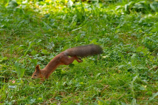 Russia, Kuzbass. A red squirrel runs through the grass between the pines in Zenkovsky Park.