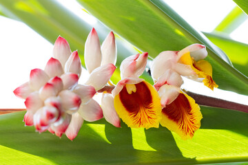 Flor da colônia (Alpinia speciosa ou Alpinia Zerumbet). No Brasil é encontrada em várias regiões, com os nomes populares Azucena-de-porcelana, gengibre-concha, alpínia e flor de cera. 