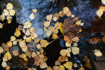 Gold Gelbes Laub im Teich auf Wasseroberfläche liegend in Draufsicht, Details