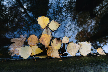 Gold Gelbes Laub im Teich auf Wasseroberfläche liegend in Draufsicht, Details