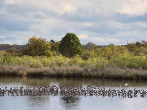 Tranquil Wetlands at Le Teich Bird Reserve, Arcachon, France
