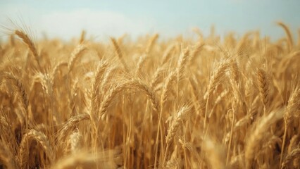 Obraz premium Golden wheat field during daytime with clear sky. Agriculture and harvest, environmental and nature scene. The concept of farming and crop production.