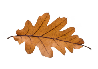 Single brown oak leaf with visible veins, isolated on transparent background