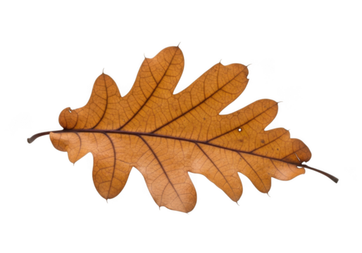 Single brown oak leaf with visible veins, isolated on transparent background