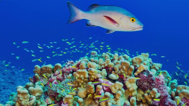 Underwater shot of colourful and vibrant coral reef with large predatory fish swimming around in front of camera