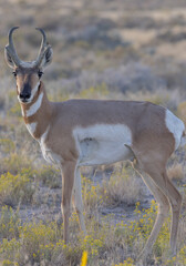 Pronghorn Antelope Buck in the Utah desert in Autumn