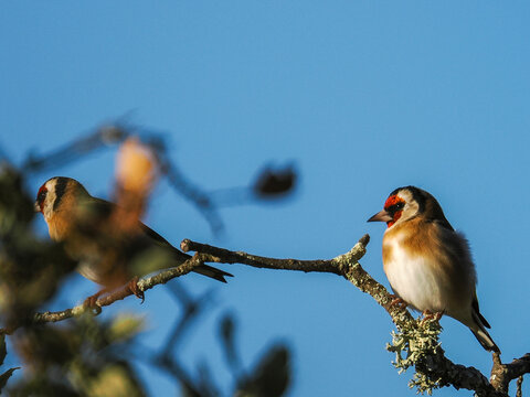 Una hermosa toma de fauna silvestre que captura a dos Jilgueros Europeos (Carduelis carduelis) posados en una rama seca y cubierta de l&iacute;quenes. Ambos p&aacute;jaros se distinguen por sus cabezas .