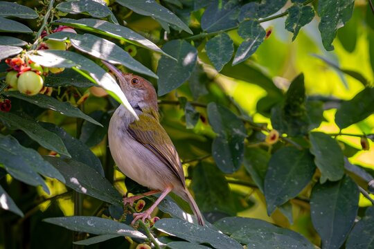 Common Tailorbird Perched Among Vibrant Green Foliage and Berries in a Tropical Forest