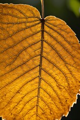 Golden Arch Leaf