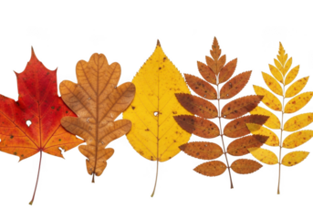A collection of five different autumn leaves, each with unique shape and color, isolated on transparent background