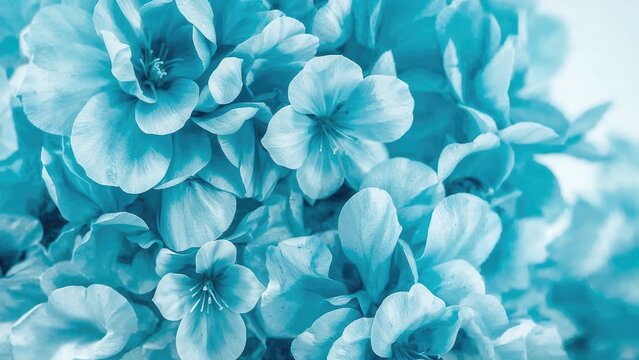 Close-up of blue flowers with soft petals, showcasing natural beauty and delicate textures.