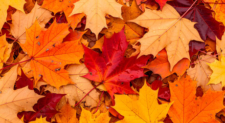 Fototapeta premium A vibrant closeup of fallen maple leaves in various shades of red, orange, and yellow, carpeting the ground