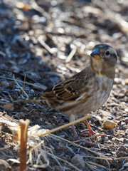 Un retrato vertical de fauna silvestre de un Gorrión Chillón (Petronia petronia) posado directamente en el suelo de un campo seco o terreno agrícola. El ave, de plumaje predominantemente marrón y beig