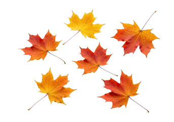 Fototapeta premium A collection of five colorful maple leaves in shades of red, orange, and yellow isolated on transparent background