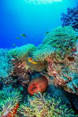 Colorful clownfish swimming among vibrant sea anemones on a tropical coral reef, surrounded by diverse corals and clear blue water.