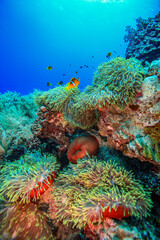Colorful clownfish swimming among vibrant sea anemones on a tropical coral reef, surrounded by diverse corals and clear blue water.