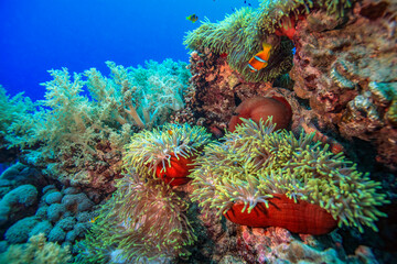 Colorful clownfish swimming among vibrant sea anemones on a tropical coral reef, surrounded by diverse corals and clear blue water.
