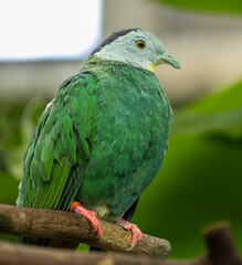 A Black-naped fruit dove (Ptilinopus melanospilus) perched calmly on a branch, showing its vivid colors and peaceful demeanor in a tropical setting.