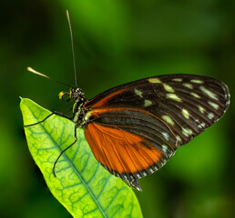 A Heliconius butterfly resting on a leaf, positioned as if looking directly at the camera, capturing a calm and intimate moment in nature.