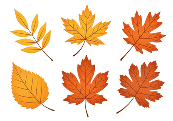 Fototapeta premium Collection of six different autumn leaves in various shades of yellow and orange, isolated on transparent background