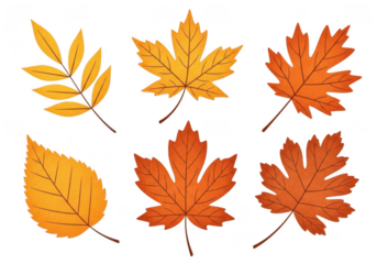 Collection of six different autumn leaves in various shades of yellow and orange, isolated on transparent background