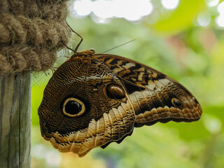Un detallado retrato vertical y de cerca de una Mariposa Búho (Caligo eurilochus) posada sobre la vegetación. La imagen se centra en el intrincado diseño de la parte inferior de las alas, que imita el