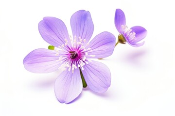 Naklejka premium Hepatica blossom flower purple.