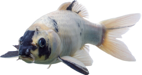 Beautiful Koi PNG with No Background