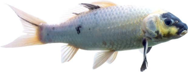 Beautiful Koi PNG with No Background