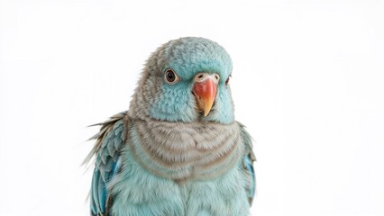Obraz premium Close-up of a parrot with blue and gray feathers, showing a detailed view of its face and beak against a white background.
