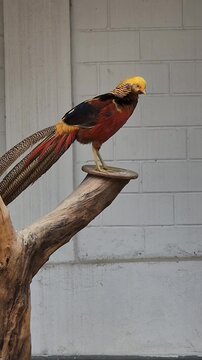 Tropical Parrot Perch &ndash; Vibrant Jungle Beauty