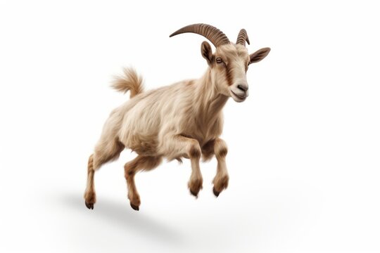 Running goat livestock wildlife mammal.