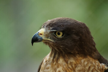 Close-up of a hawk’s face with piercing yellow eyes and sharp beak against a blurred green background. Wildlife portrait.
