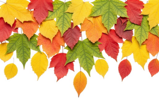 A border of colorful autumn maple leaves in various shades of red, orange, yellow, and green, isolated on transparent background