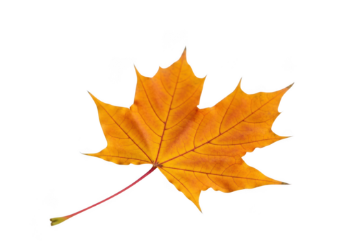 A single vibrant orange maple leaf with a red stem, isolated on transparent background