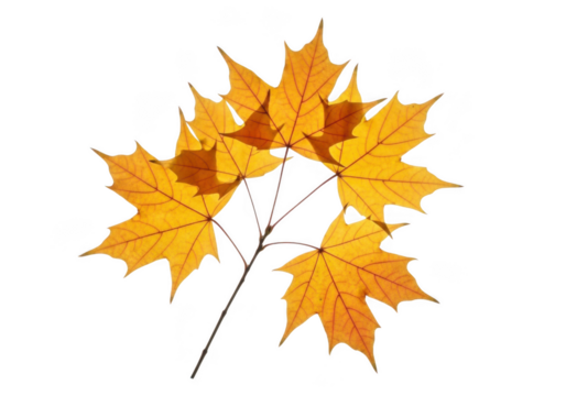 A small branch with yellow maple leaves isolated on transparent background